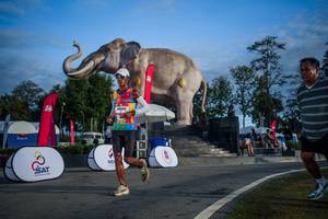 BIB: 
                            <button type="button" onclick="openModal(26541891)" class="btn btn-primary btn-sm float-right btn-popup" data-toggle="modal" data-target=".modal-high-quality">
                        <i class="fas fa-shopping-cart"></i> Add to Cart
                    </button>
                                            <button type="button" onclick="isThisMe(26541891, true)" class="btn btn-success btn-sm float-right btn-popup btn-isme hidden" data-toggle="tooltip" data-placement="bottom" title="นี่คือรูปของคุณใช่ไหม คลิกที่นี่เพื่อเอาเข้าอัลบั้ม">
                        <i class="fas fa-plus"></i> Add to album
                    </button>
                    <button type="button" onclick="isThisMe(26541891, false)" class="btn btn-warning btn-sm float-right btn-popup btn-isnotme hidden">
                        <i class="fas fa-ban"></i> Remove from album
                    </button>